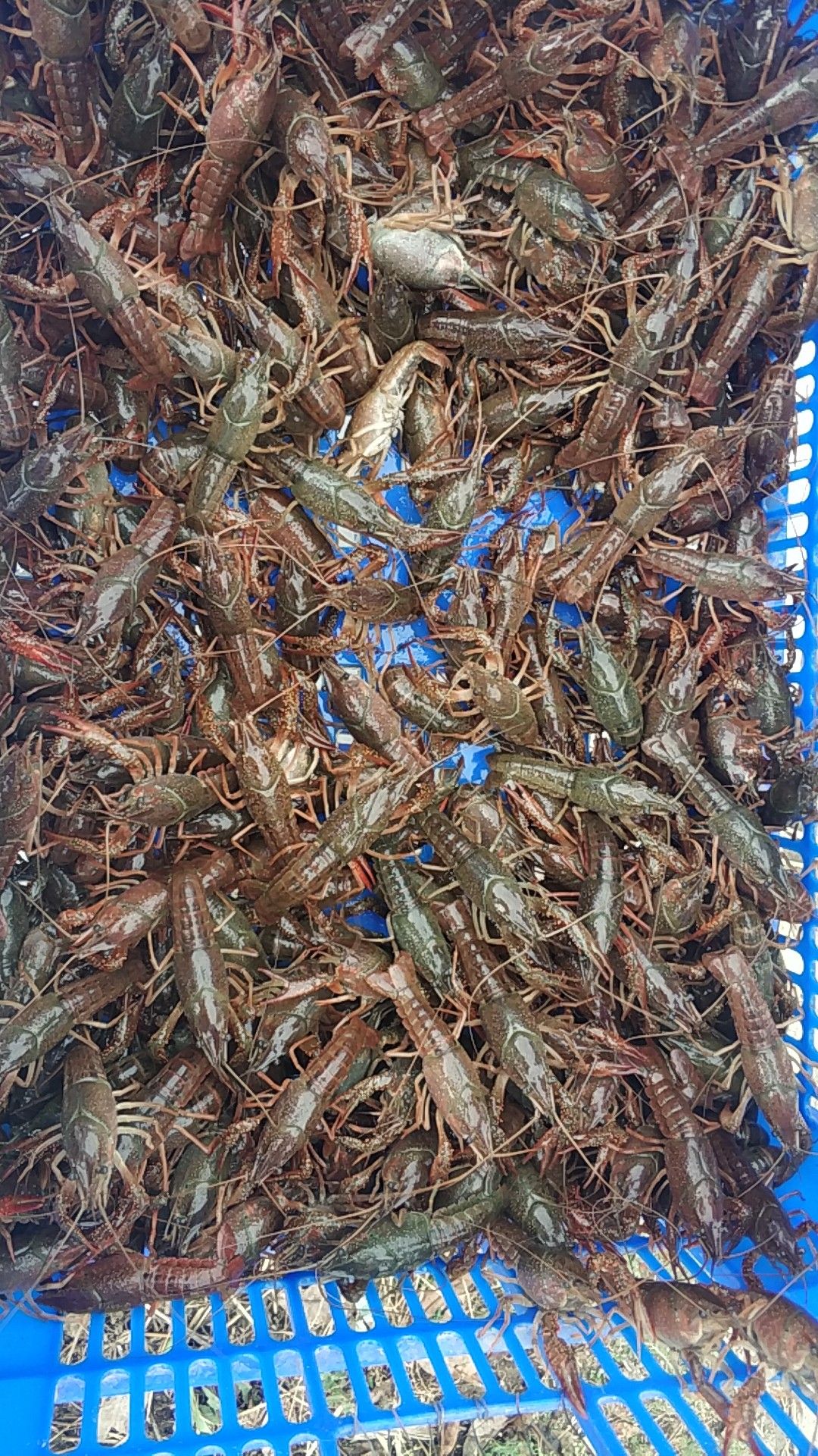 青虾 2-4钱小青