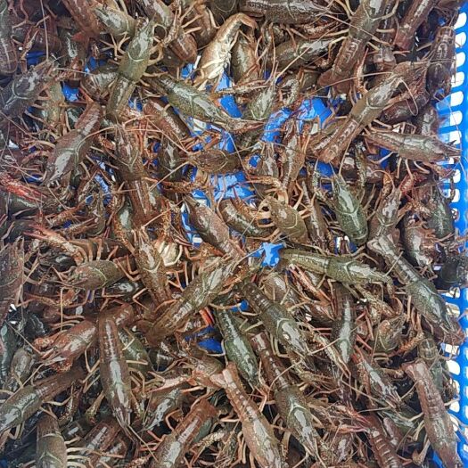 青虾 2-4钱小青