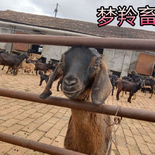 大耳羊是采用努比亚山羊与本地山羊