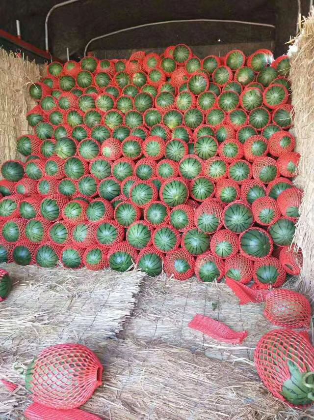 早春红玉西瓜 3斤打底 9成熟 1茬