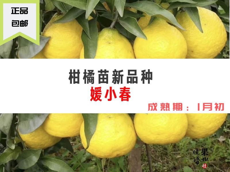 春蜜露柑桔苗 媛小春苗 特色柑橘苗品种