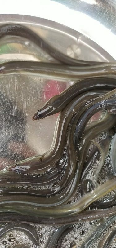 广州 鳗鱼苗 苗  欧洲鳗 白鳝苗