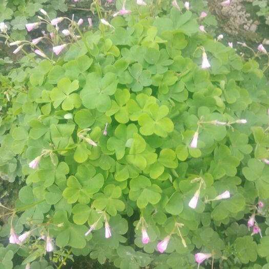 杭州红花酢浆草 红花酢酱草