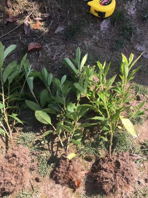 郴州毛杜鹃 大量供应，价格优惠。