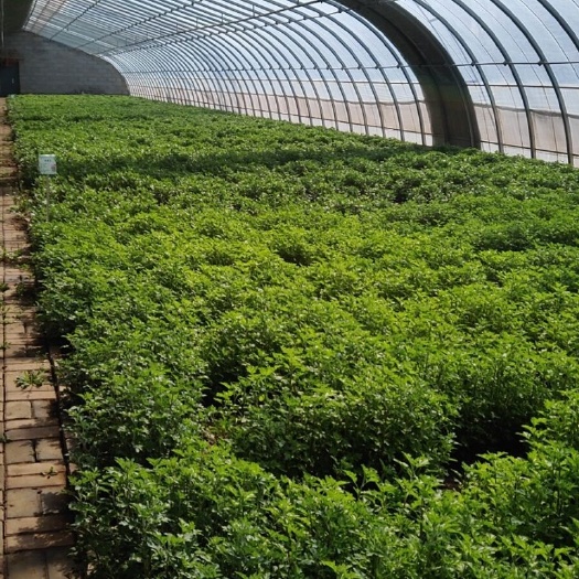 邢台白菊花