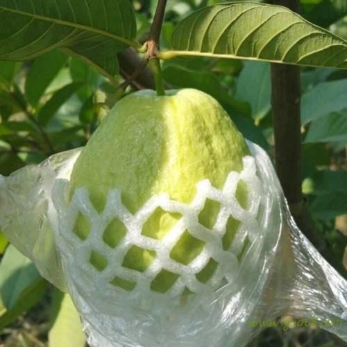 漳州珍珠番石榴 果型漂亮，甜度高