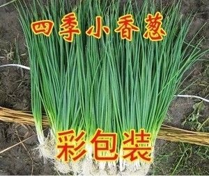 毕节四季葱