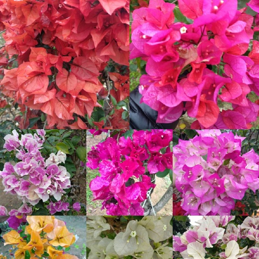 漳浦县 三角梅 红花紫花三角梅 多色三角梅 基地直销