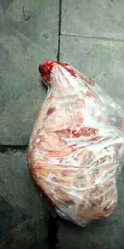 菏泽羊肉类 常年销售羊酮体。烤全羊6到13斤