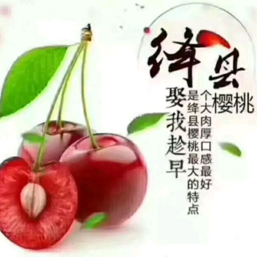  绛县露天富硒大田樱桃黄蜜，红灯，萨米脱，美早，诚招各地客商