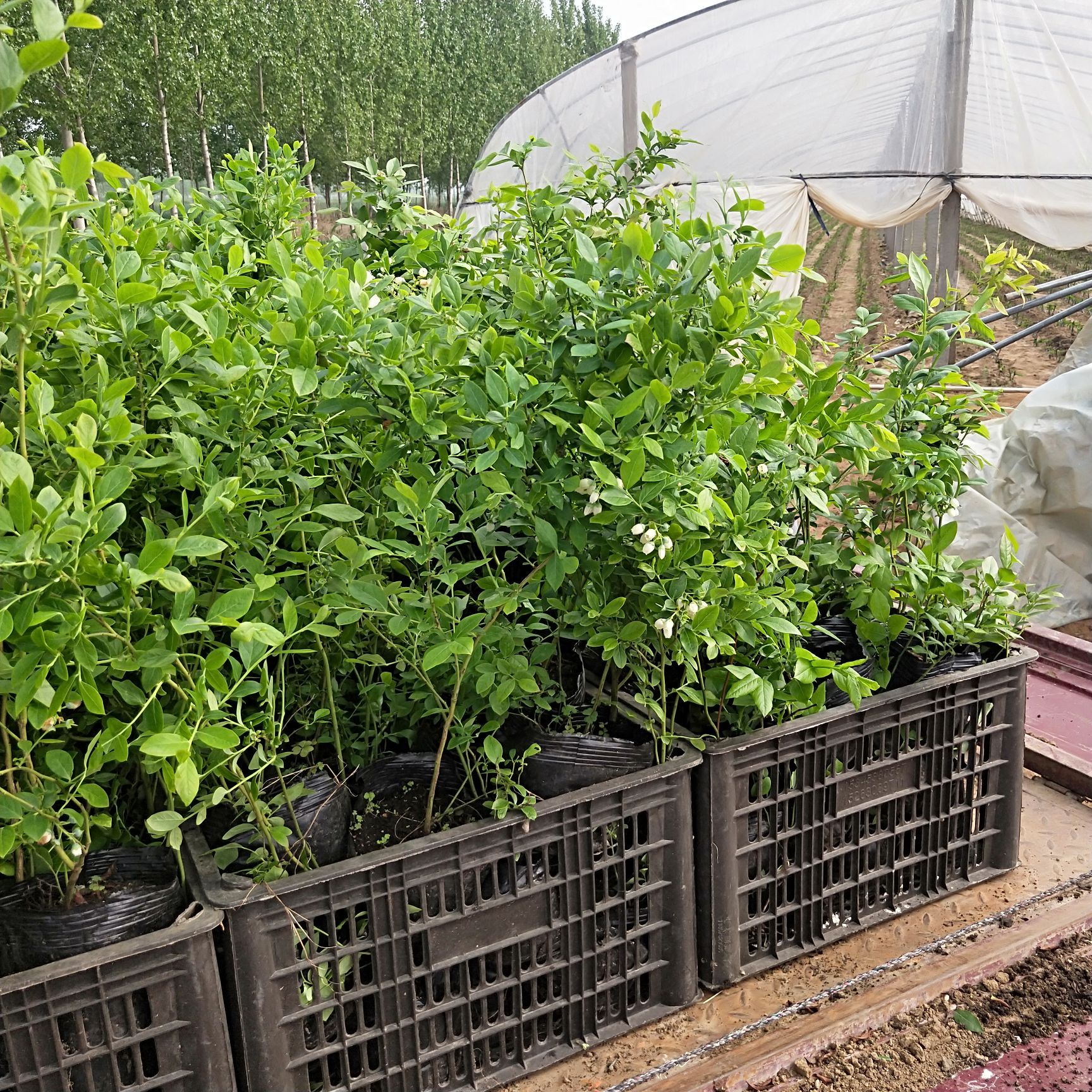 新泰市蓝莓组培苗