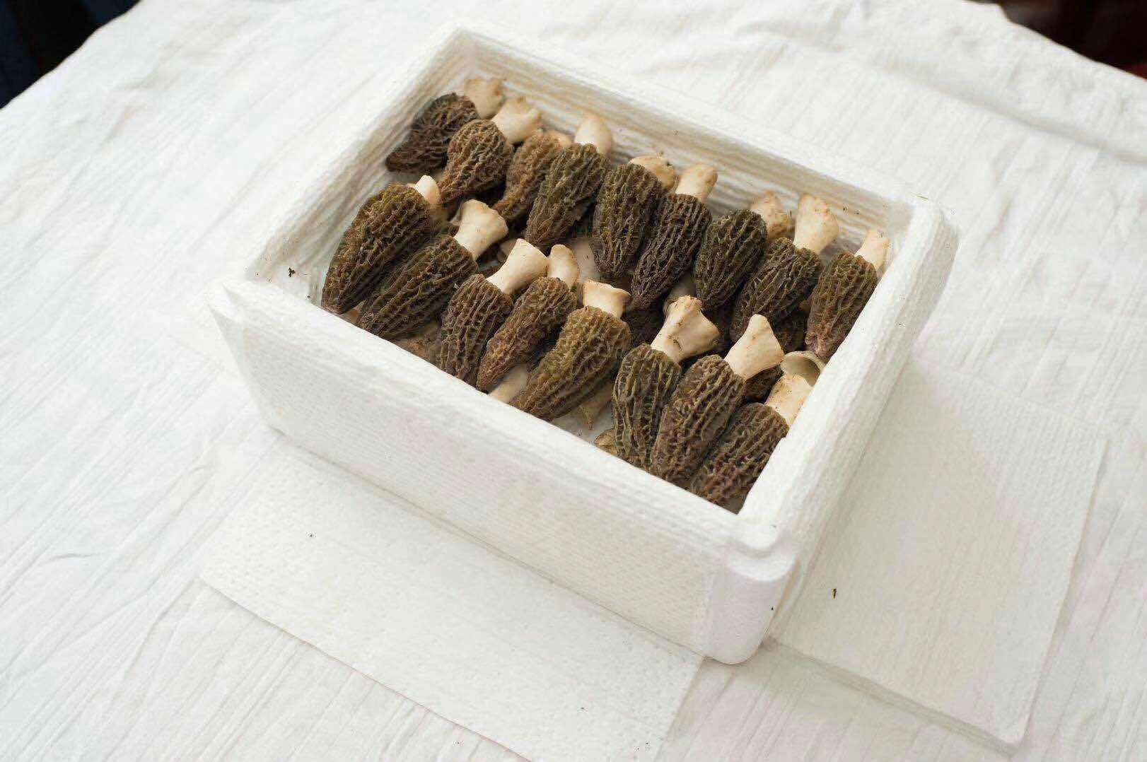  鲜羊肚菌
