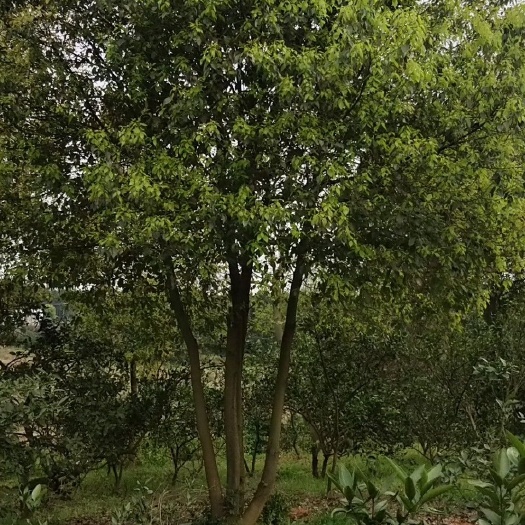 益阳丛生香樟