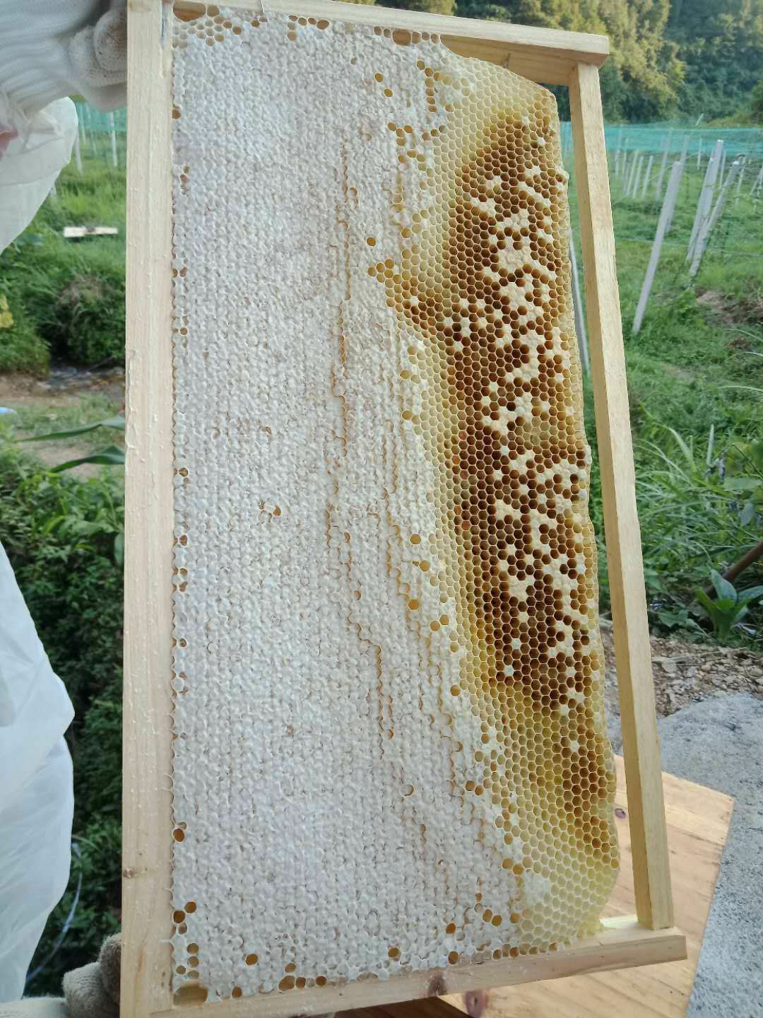 中华蜜蜂 