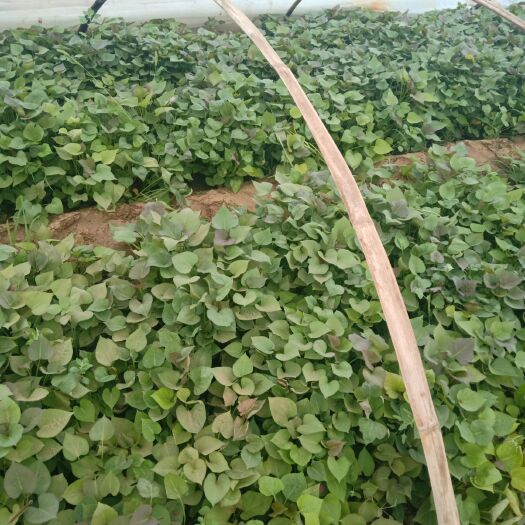 夏津县烟薯25号红薯苗  烟薯25种薯种苗