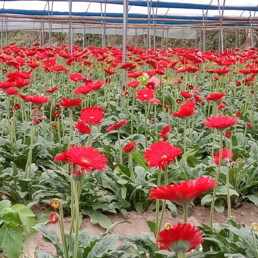 钟山县非洲菊苗 非洲菊（太阳花）