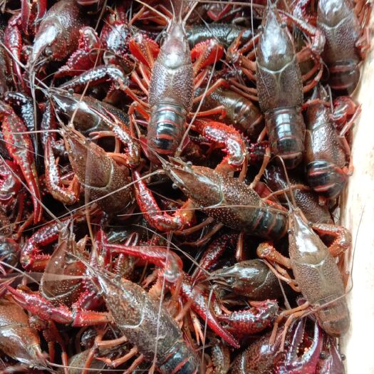 仙桃市小龙虾  精品6789带炮头带炮头