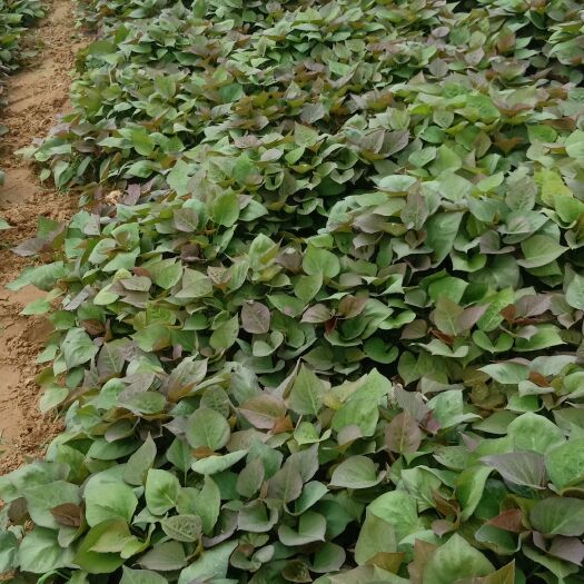 西瓜红红薯苗 地瓜苗，六鳌蜜薯苗 蜜薯苗，原种育苗 高代苗