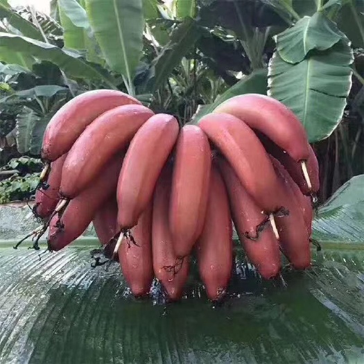 三亚红香蕉 七成熟