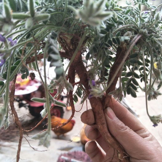 （包邮）紫花地丁  ，整棵。挑选，