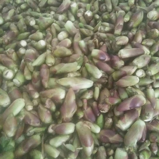 兰州乌塌菜 季节性补品野菜