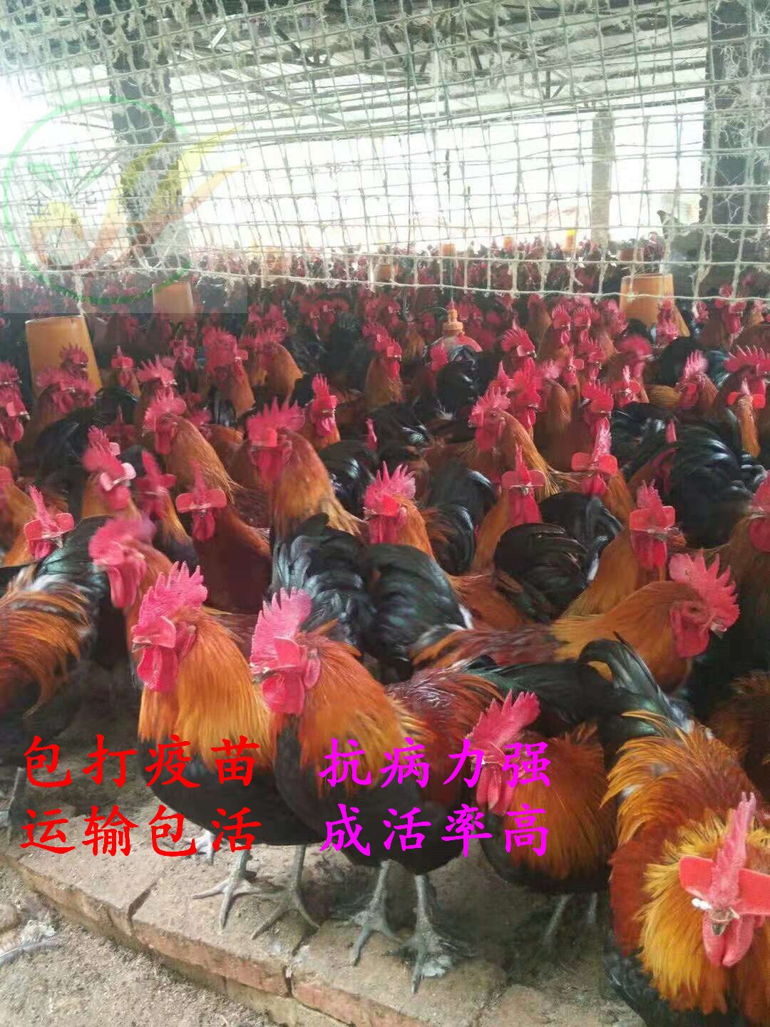  纯种黑瑶土鸡苗，运输包  活，打疫苗，成活  率高