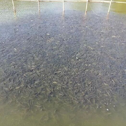 益阳 各种各样大小规格鱼苗