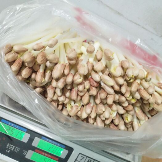 随州 随州精品花生芽