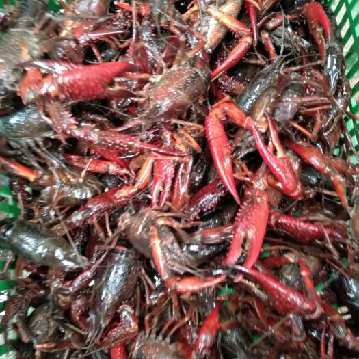 嘉鱼县 6--9钱潜江大青小龙虾肉质饱满底板干净