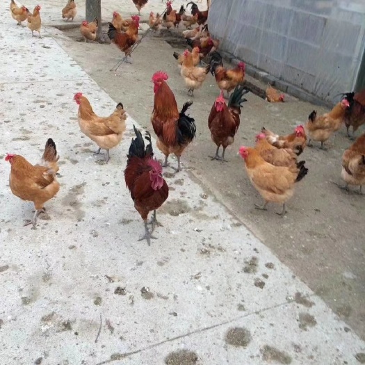 枣阳市 淮南王鸡苗
