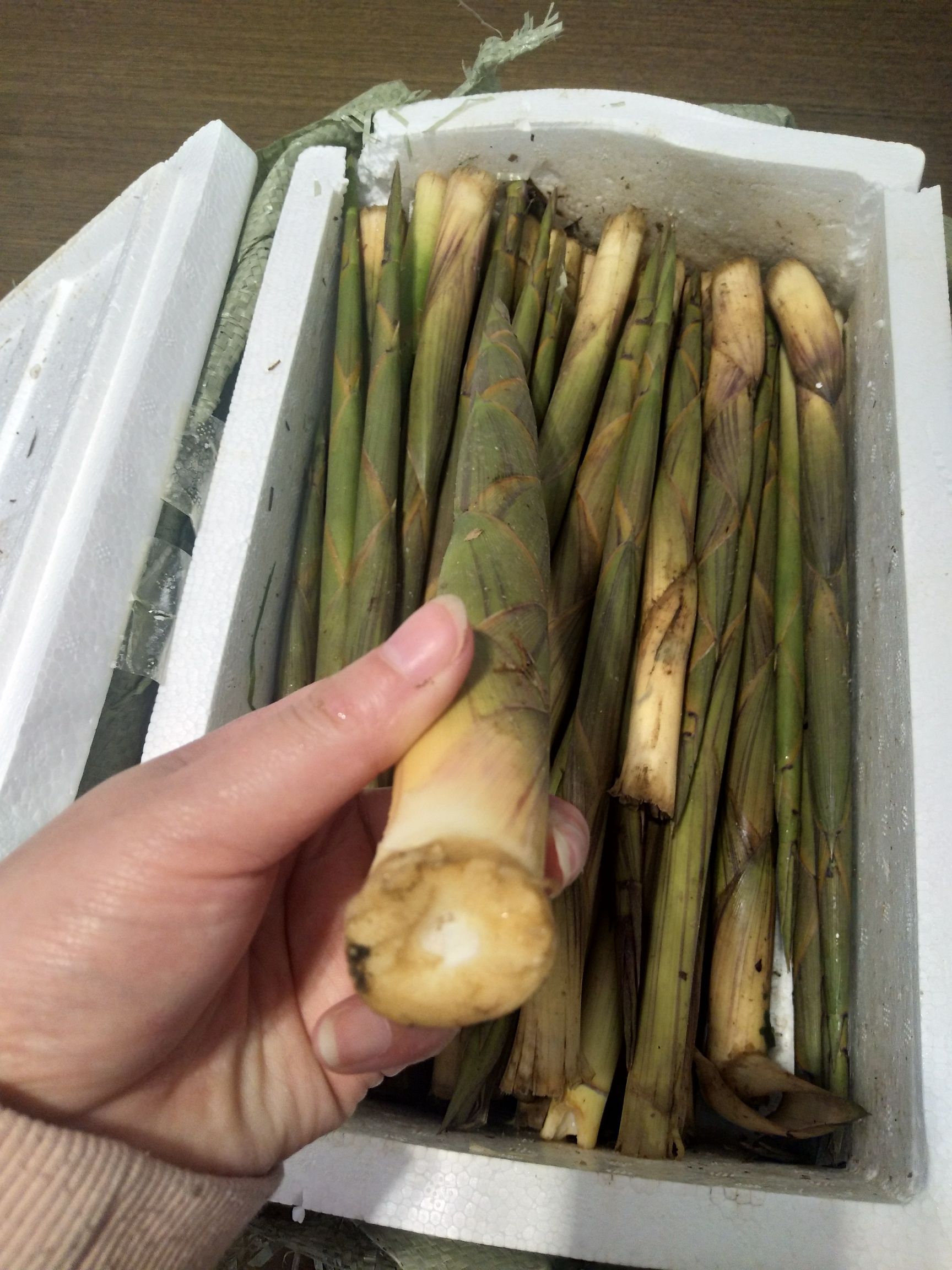  带壳水竹笋供应