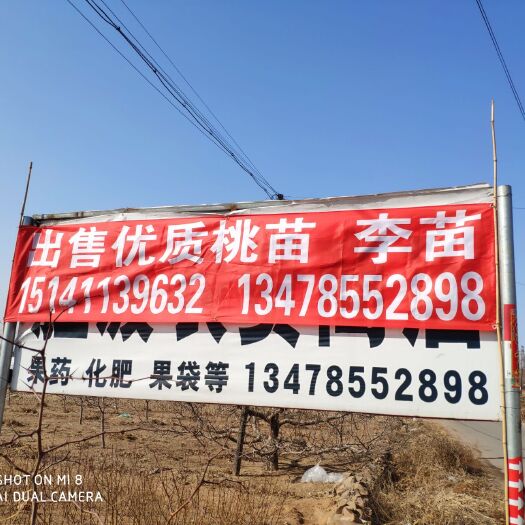 瓦房店市油桃苗 出售优质中油八桃苗