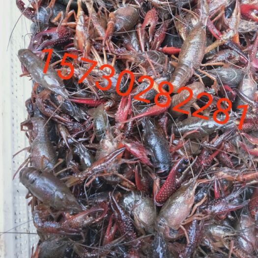 重庆市 小龙虾批发