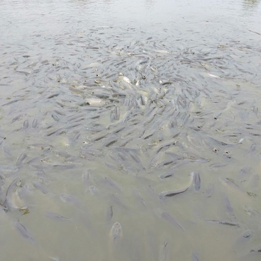 济南 鲤鱼成鱼