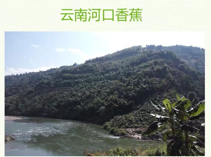 河口县河口香蕉 八成熟 8斤净重 价格实惠 包邮到家！