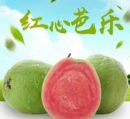 灵山县广西珍珠番石榴苗西瓜芭乐红宝石番石榴嫁接苗包邮
