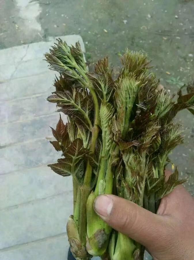 乌塌菜 季节性补品野菜