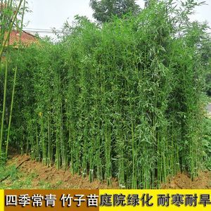 四季青竹 四季常青竹