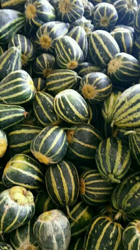 潍坊冰糖子甜瓜 0.5斤以上