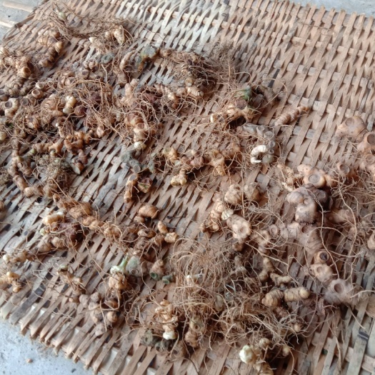 新邵县 新鲜黄精