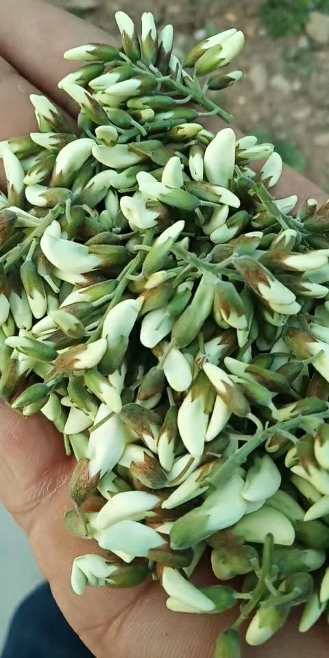 洪洞县槐树花 鲜货