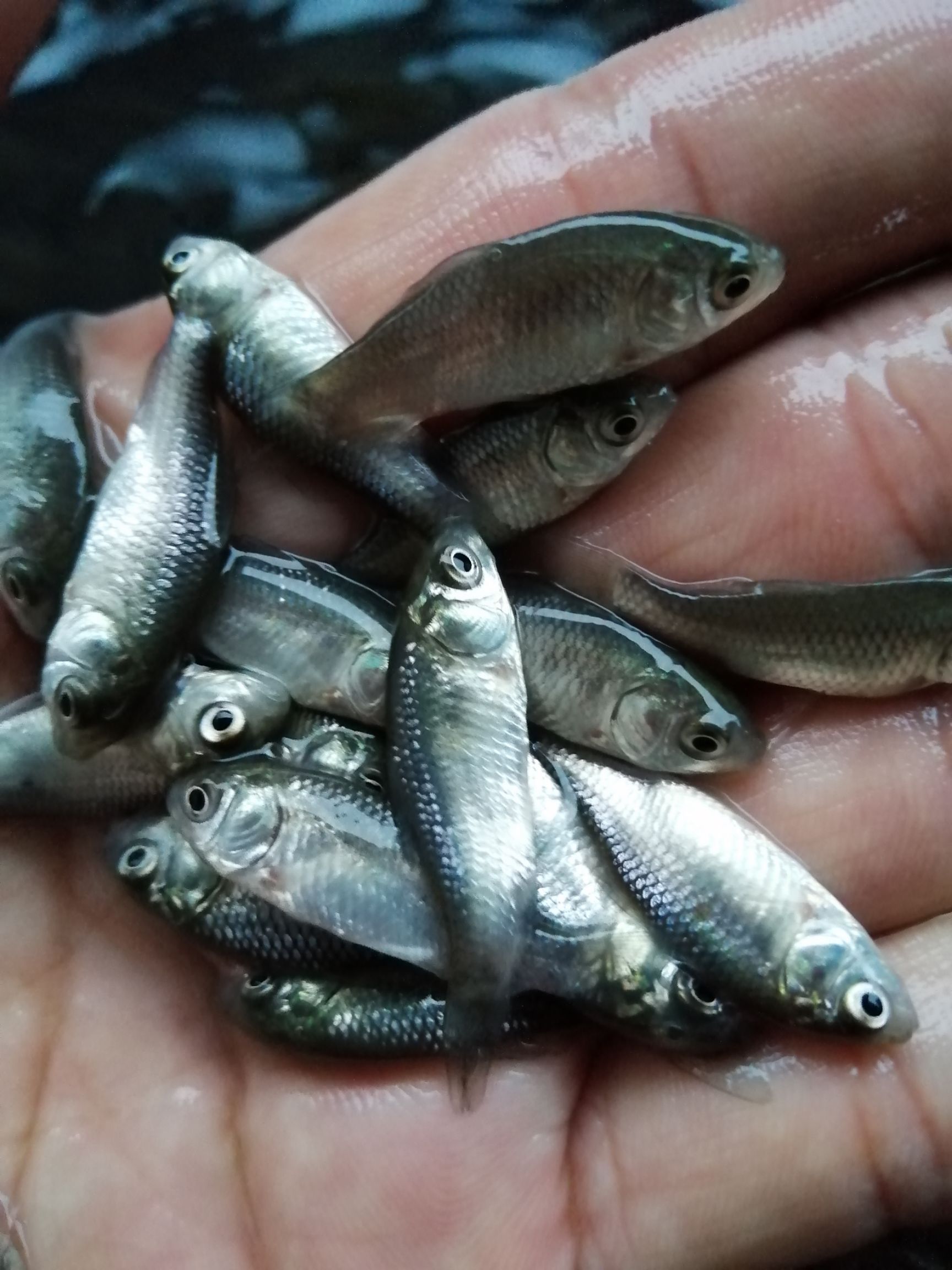 鱼苗，鲫鱼苗，