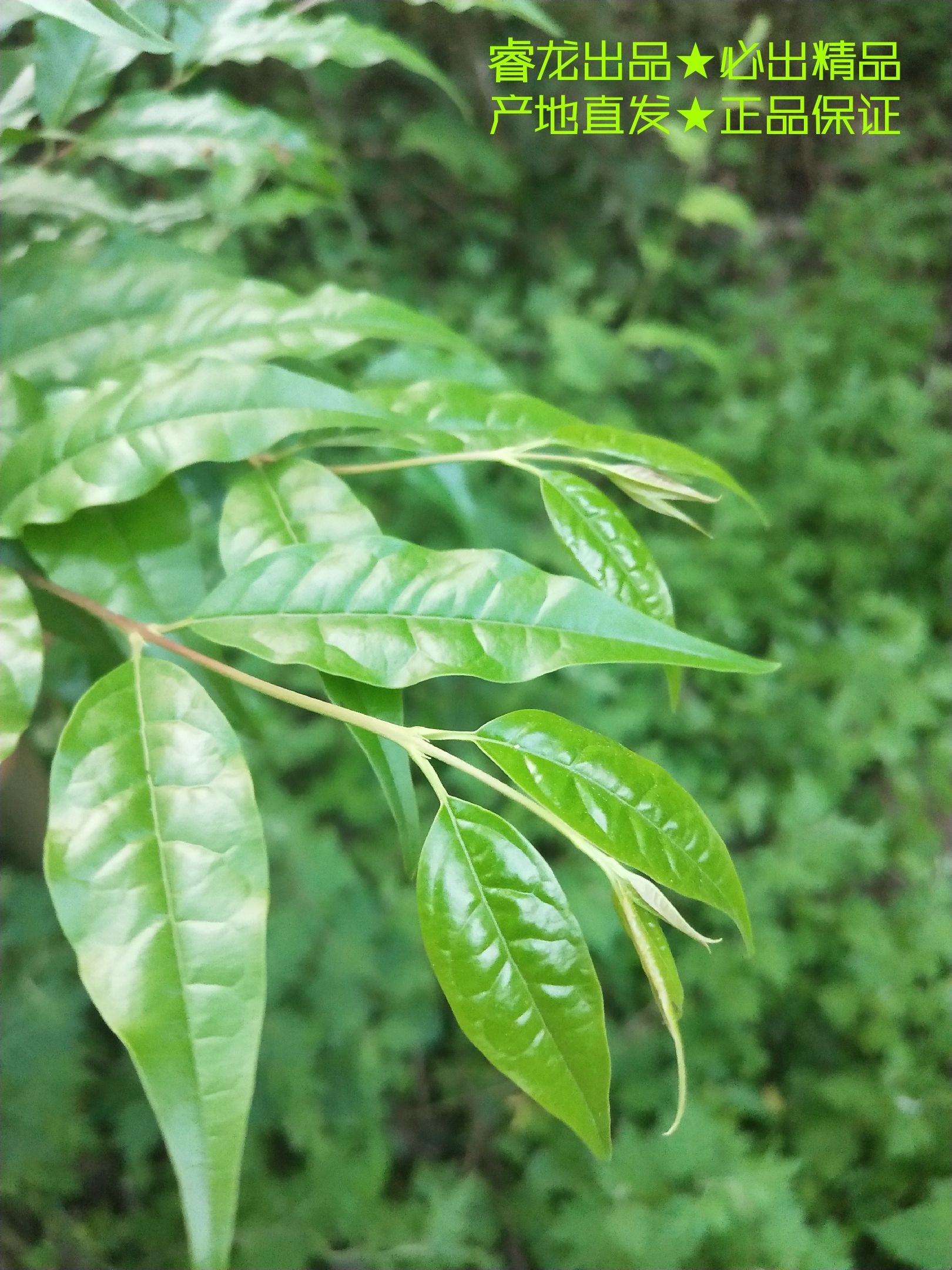 2024余庆小叶苦丁茶 小叶苦丁袋泡茶 一件代发电商专用通道