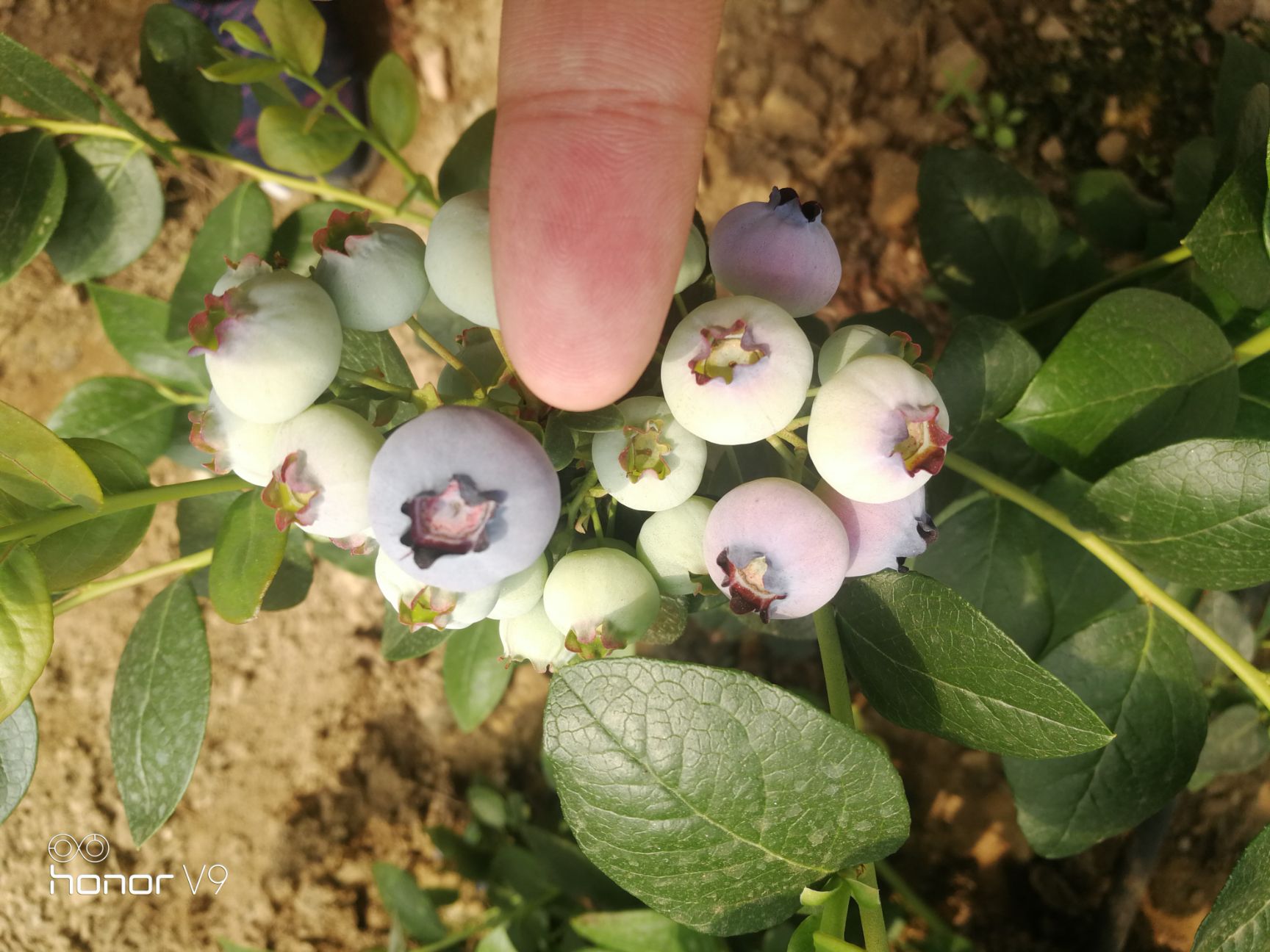  营养好礼品绿宝石，莱克西，北路蓝莓鲜果