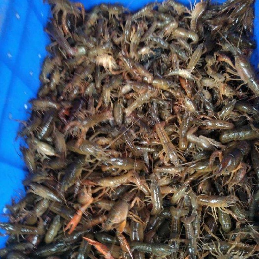彭泽县 常年供应种虾，虾苗