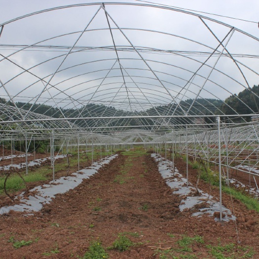 成都种植大棚 葡萄避雨棚