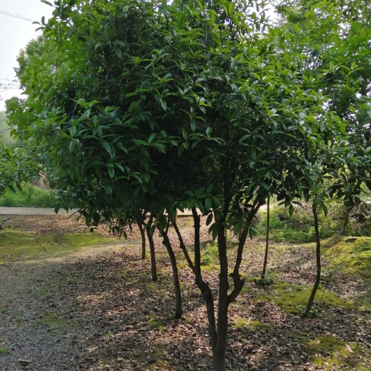 无为市黄金桂花树