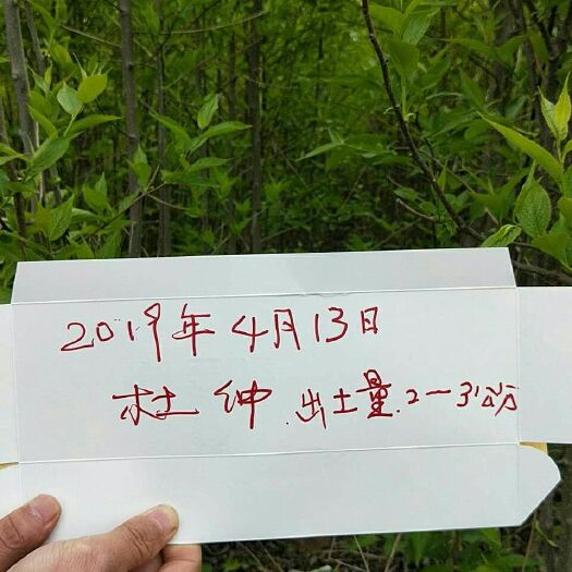 康县杜仲苗