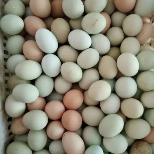 昌乐县乌鸡蛋 食用 散装