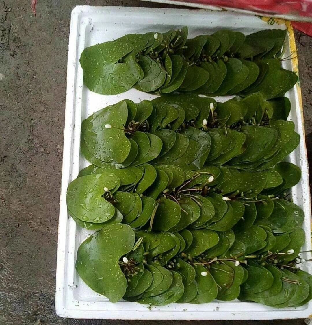 碗莲 一叶莲 大量供应，基地认证